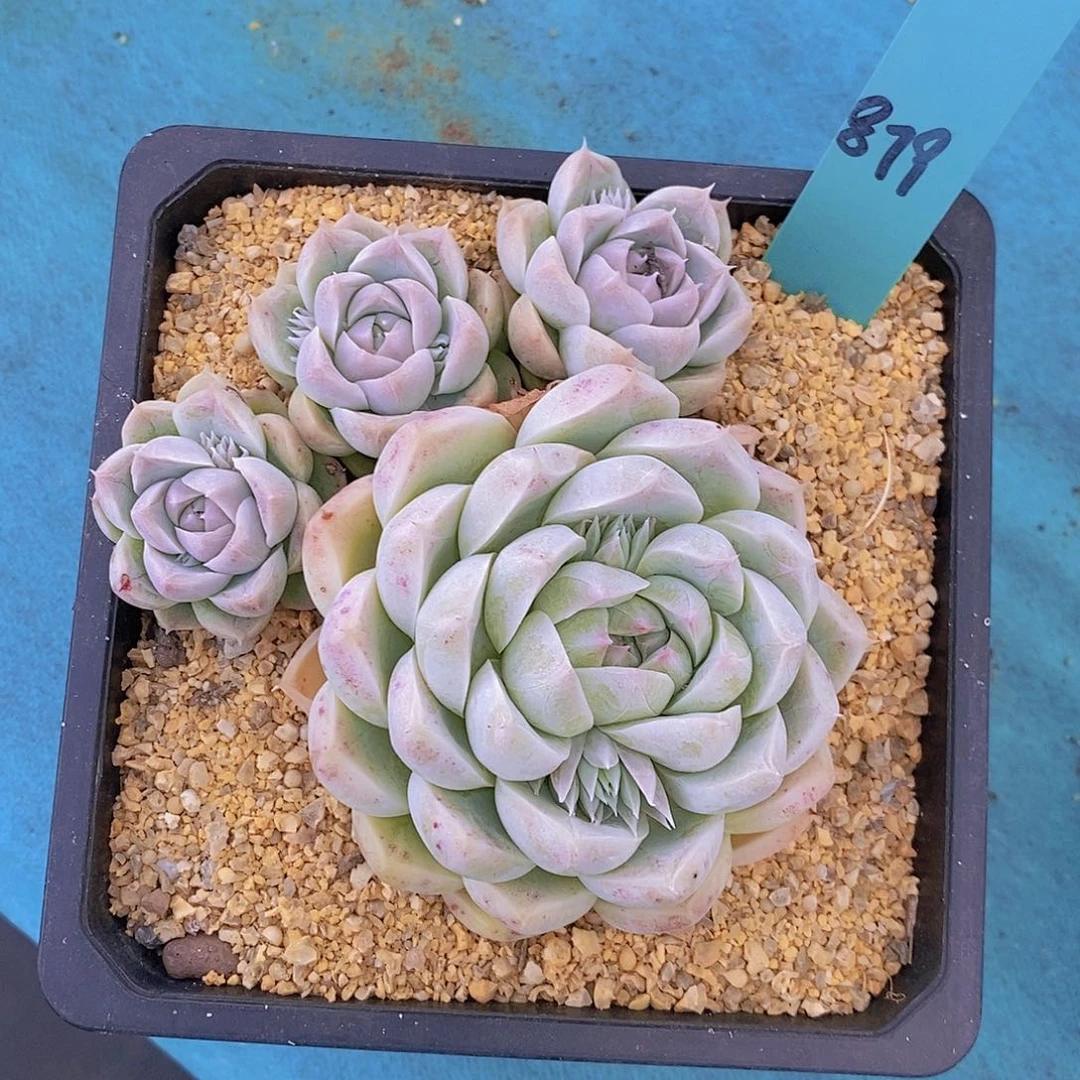 c****l879多肉植物老桩