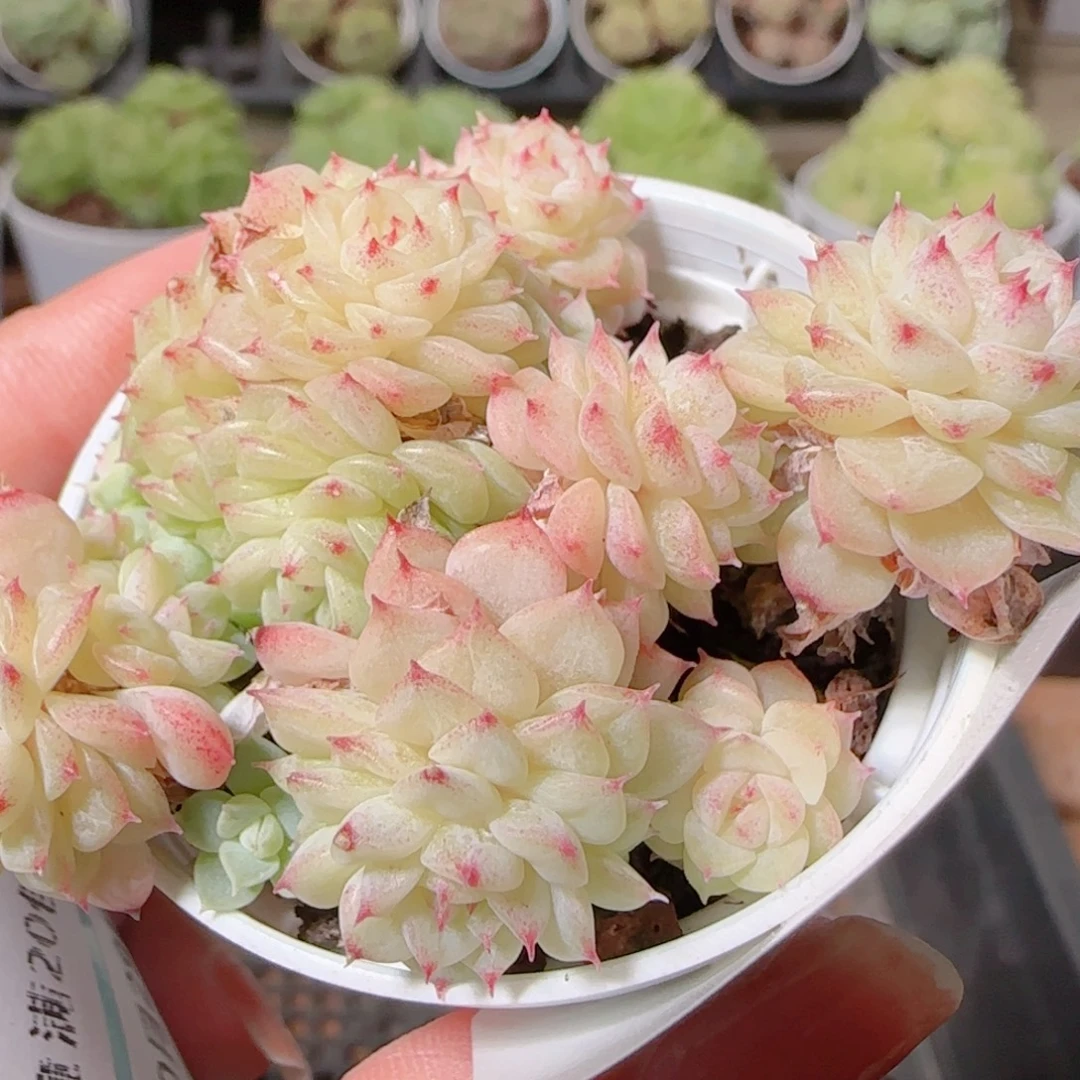 花语逸镜1029-73散