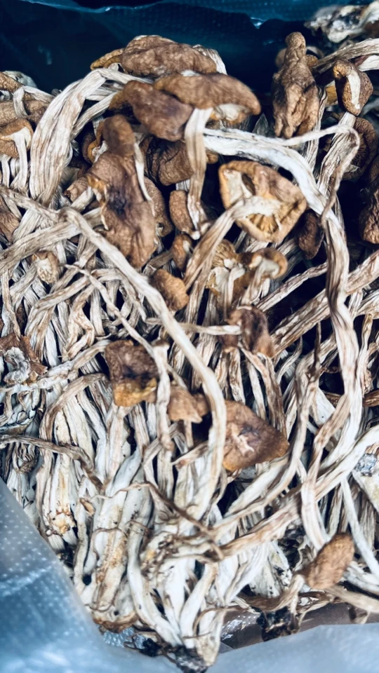 云南茶树菇煲汤炒菜都可以