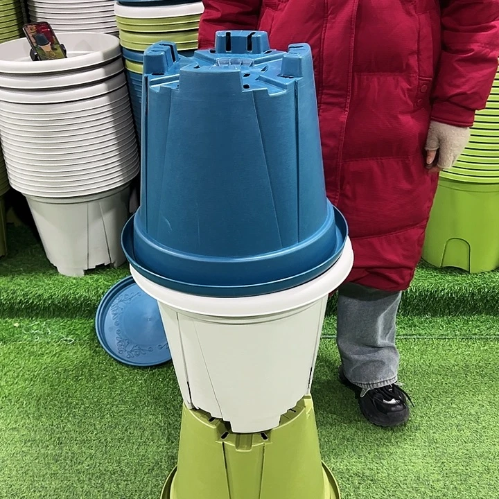 正品青山口40高35果绿色无托5只