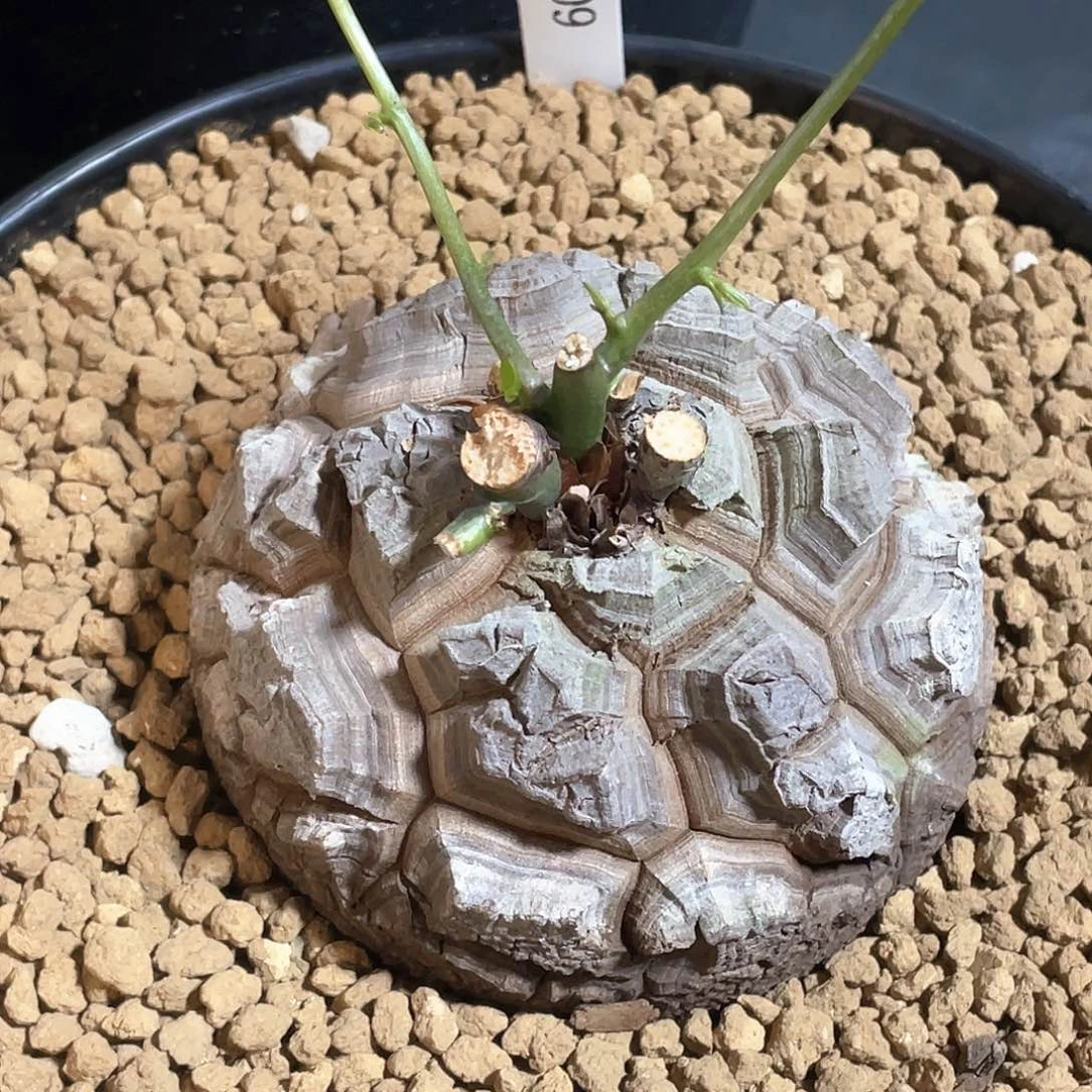 909剑甲龟甲龙10.2公分