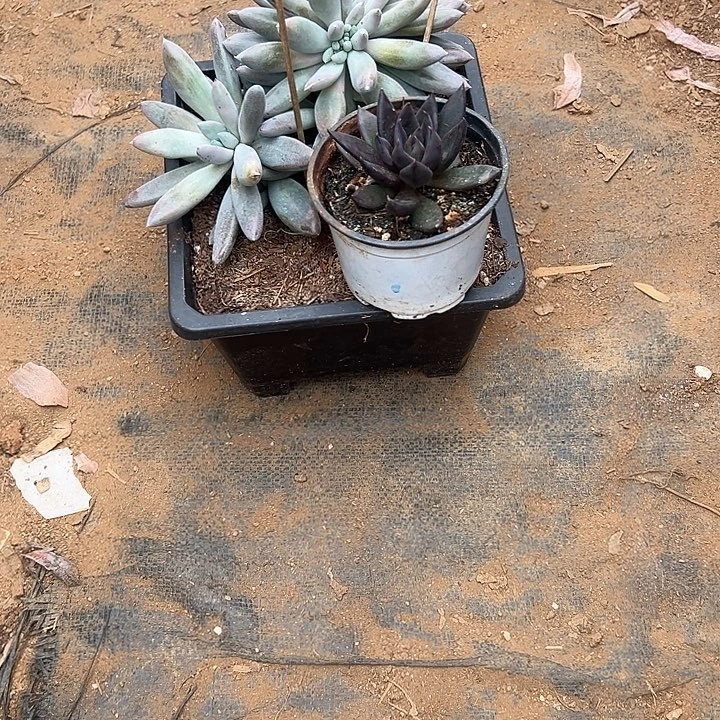 安***界多肉植物实物直播实物11