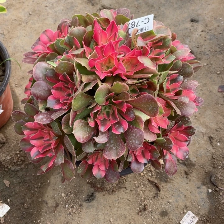 787香妃多肉1，123456789