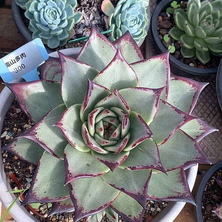 300-直播福利 乌木叶宽7公分