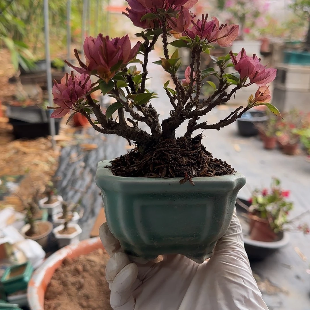 牛***人无花朵塔橙三角梅 牛津