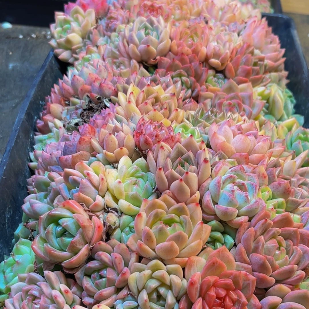 442多肉葡萄的味道是真的