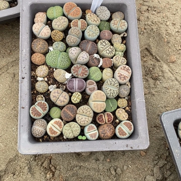影***子生石花的季节是最3404