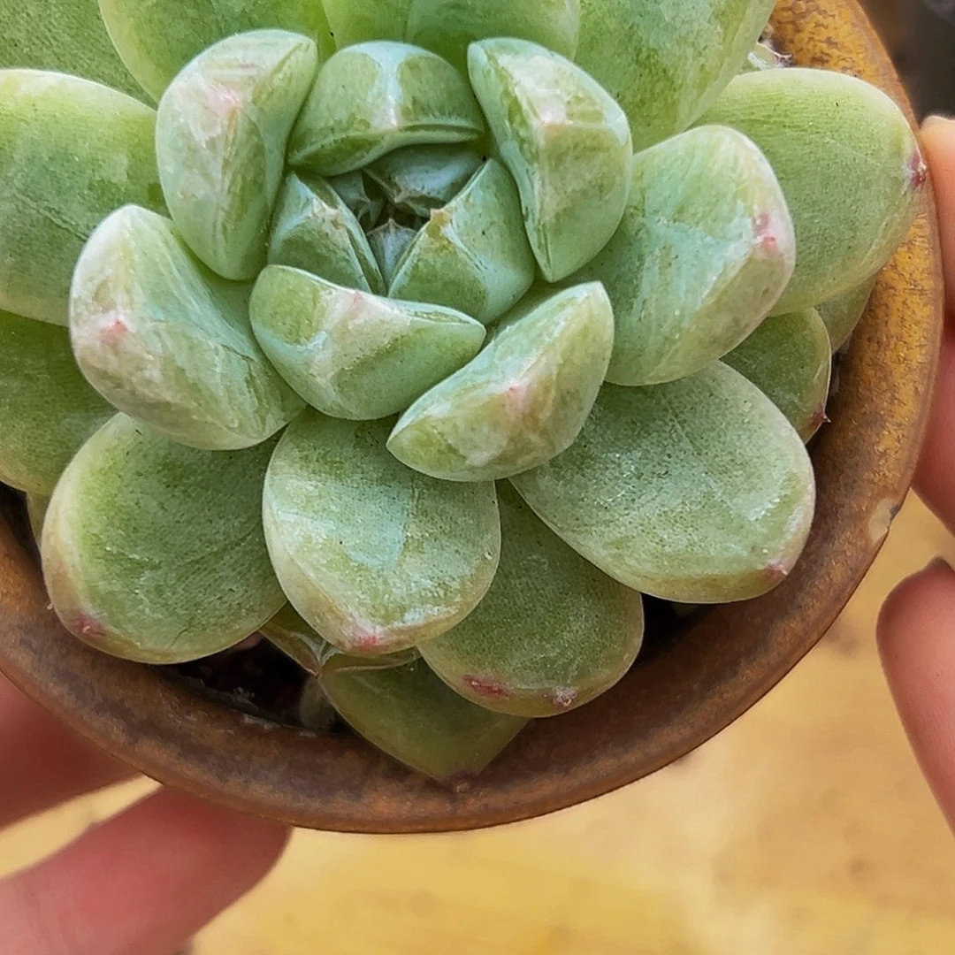 美人系列多肉植物