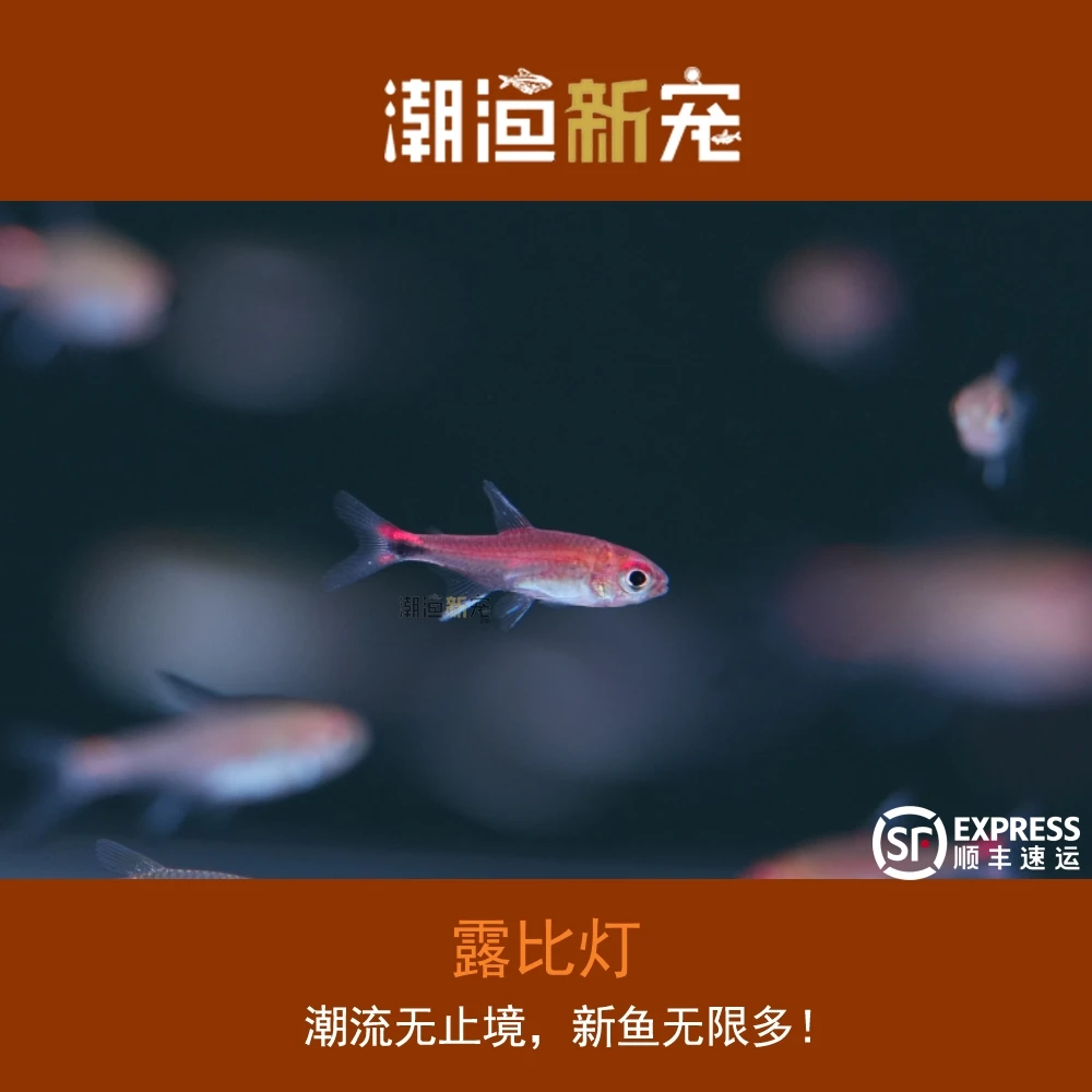 露比灯 热带小型观赏灯鱼 顺丰包邮包损