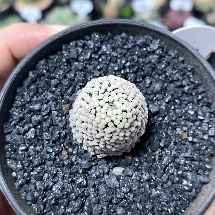 实生松针牡丹1061号2.5cm