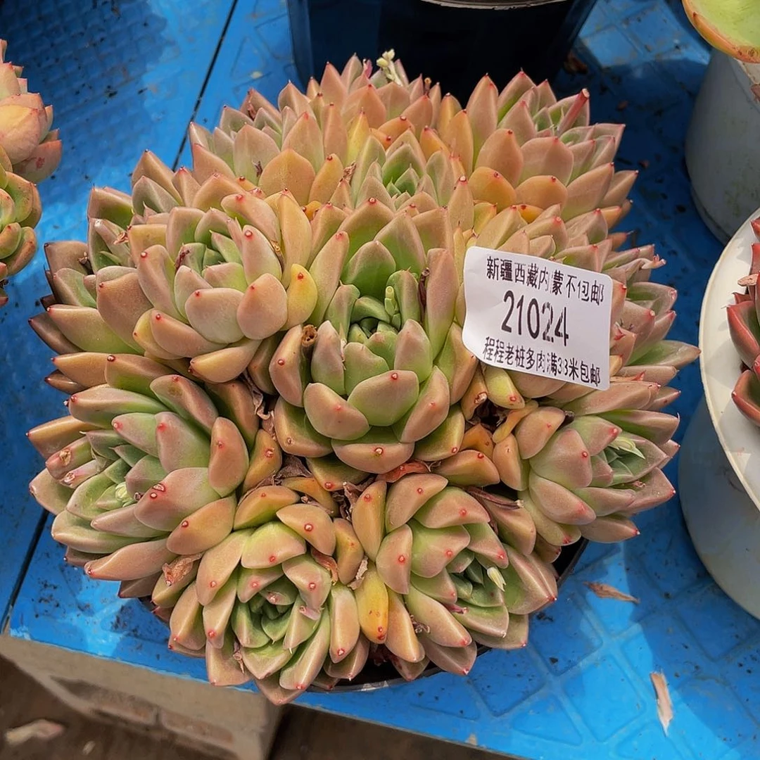 不****?白玫瑰21024多肉