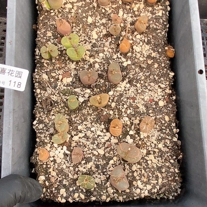 桃喜花园0130-118风铃