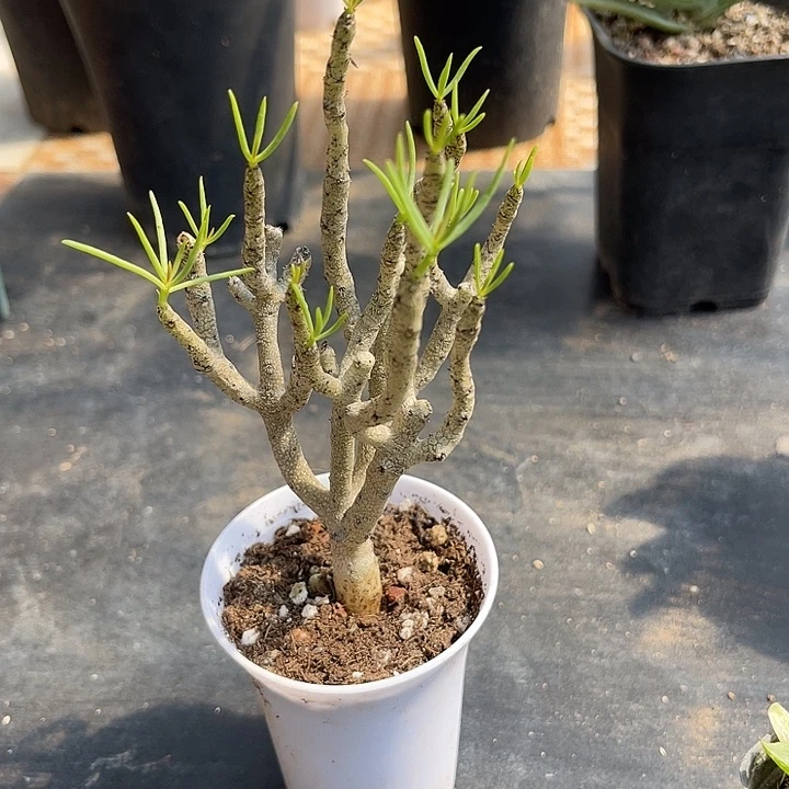 无花朵佛垢里奇峰锦