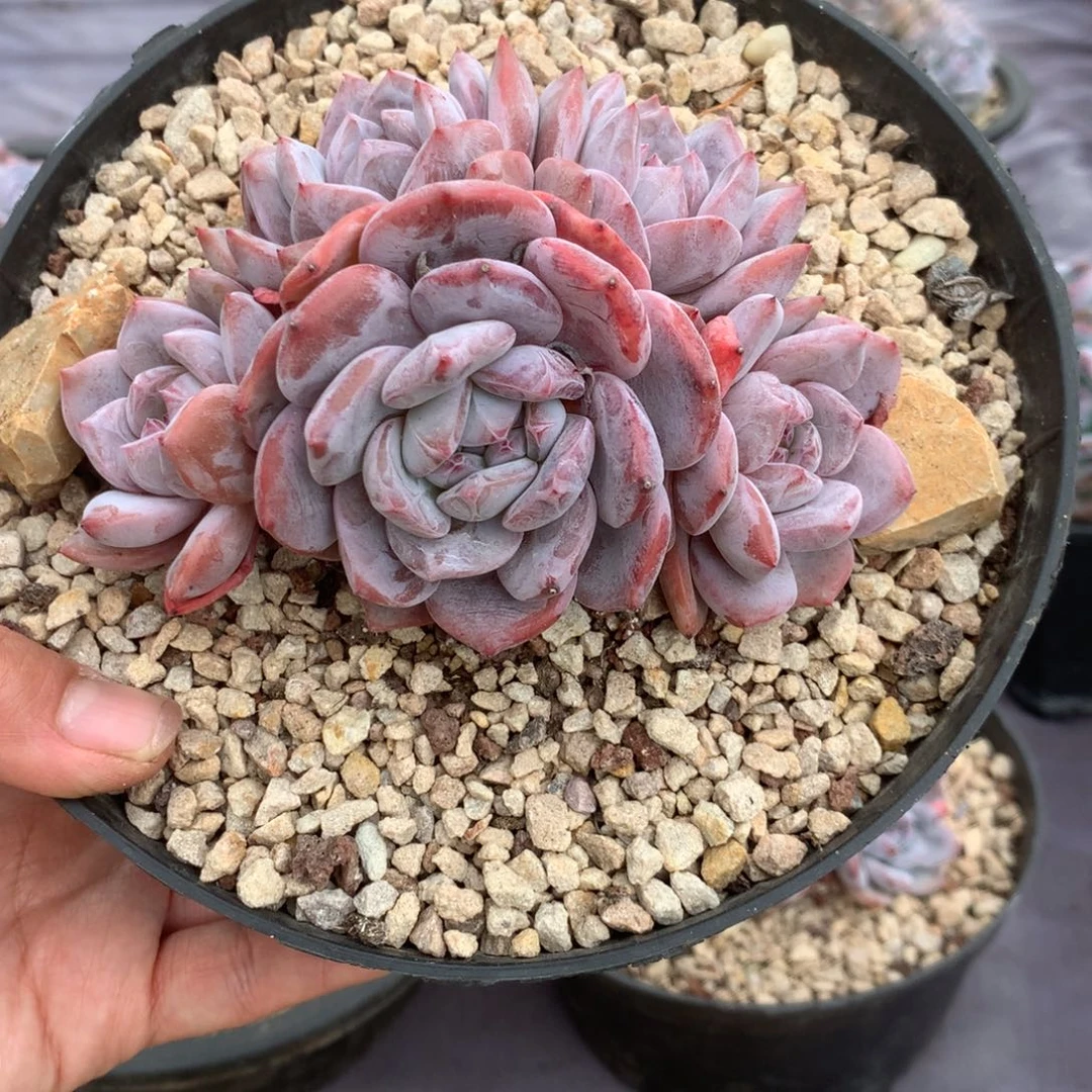 无花朵花花花花花花花花31