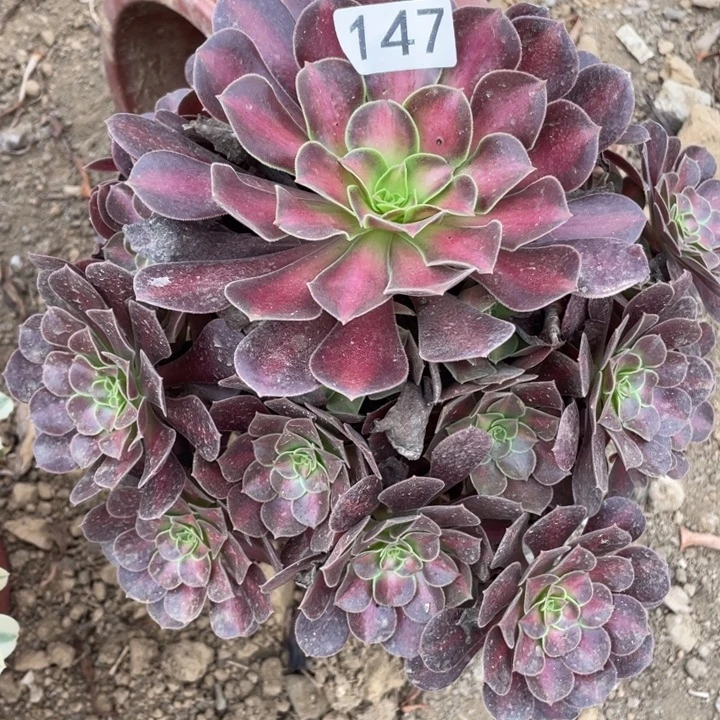 无花朵147多肉植物华纳