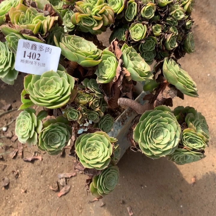 1402万缀多肉植物特价