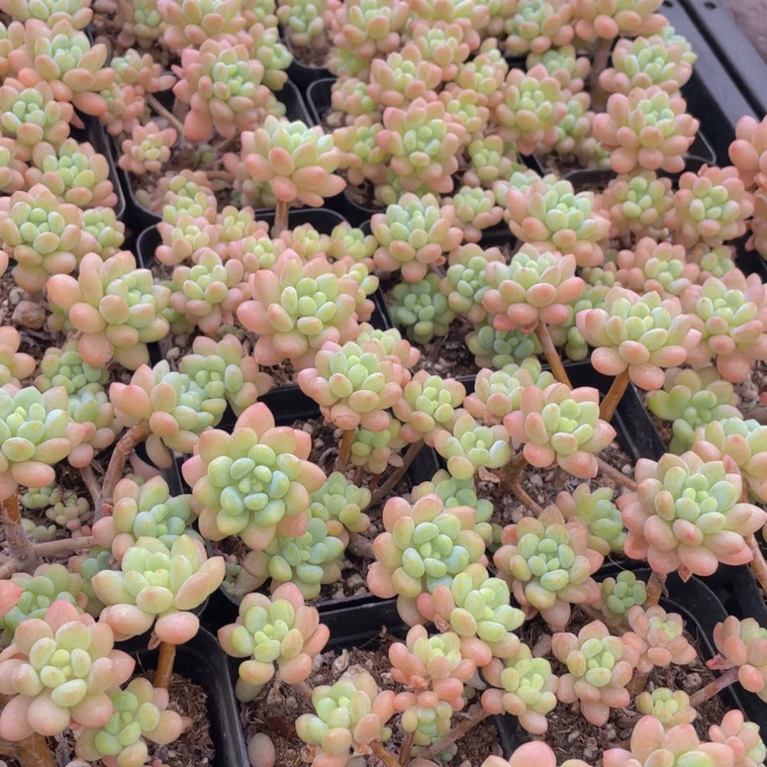 量拍3号 小仙女鱼子酱多头群生一个