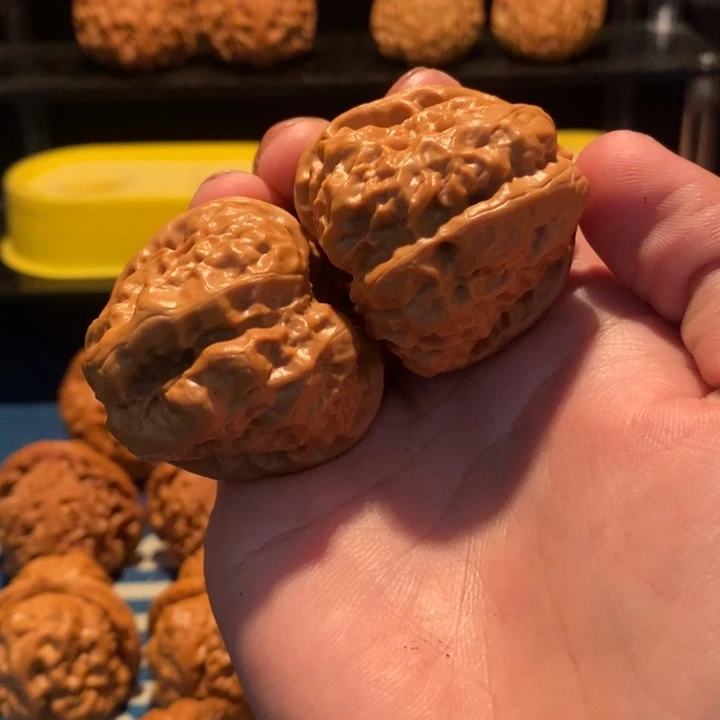 手串/手链核桃蝶**秋蛤蟆头