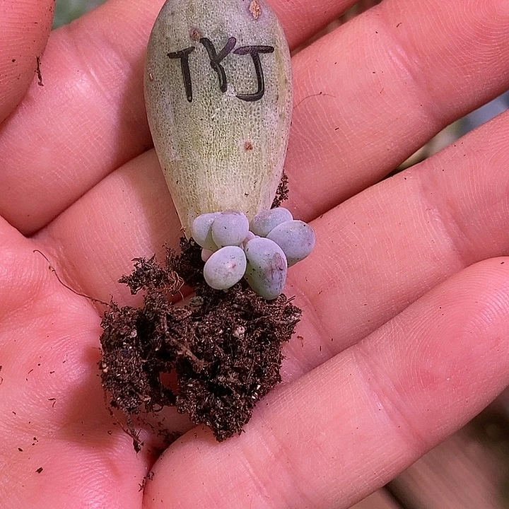 汤圆石化锦多肉植物