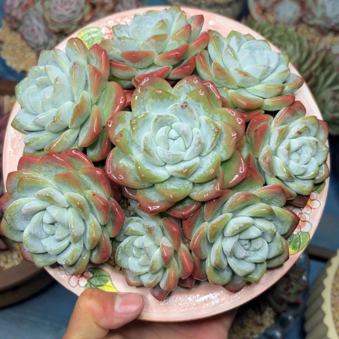 冰玉手捧花，一物一拍011