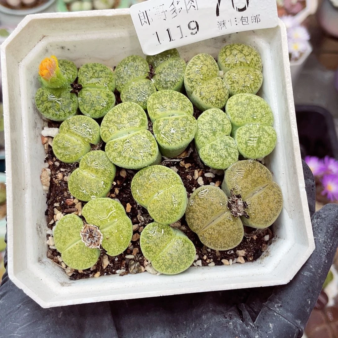 生石花满18包邮1119-70