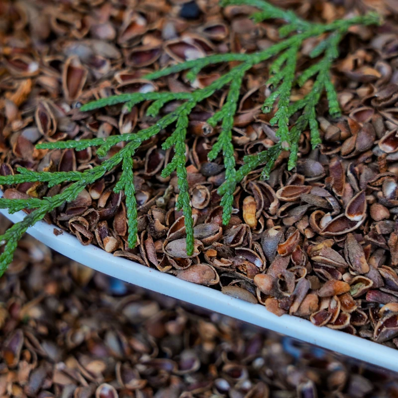 柏籽壳枕头填充物柏壳枕沂蒙山柏壳散装柏籽壳助睡眠柏籽壳枕头