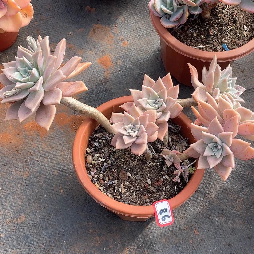 86血色黄昏 一物一拍多肉