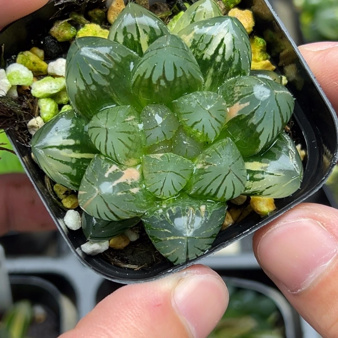 118变异窗巨大化龙爪玉露锦