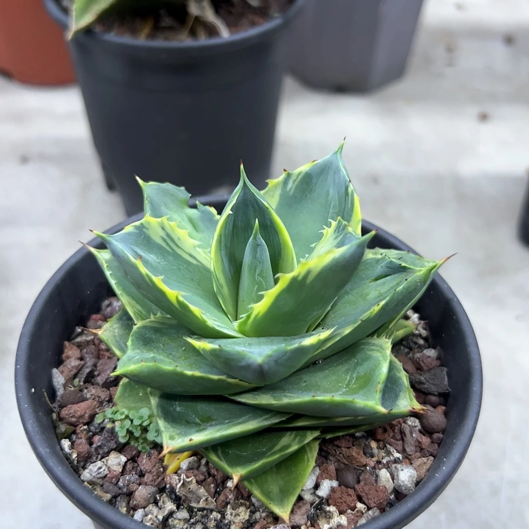 乐***兔小精灵锦一物一拍偏远不包邮