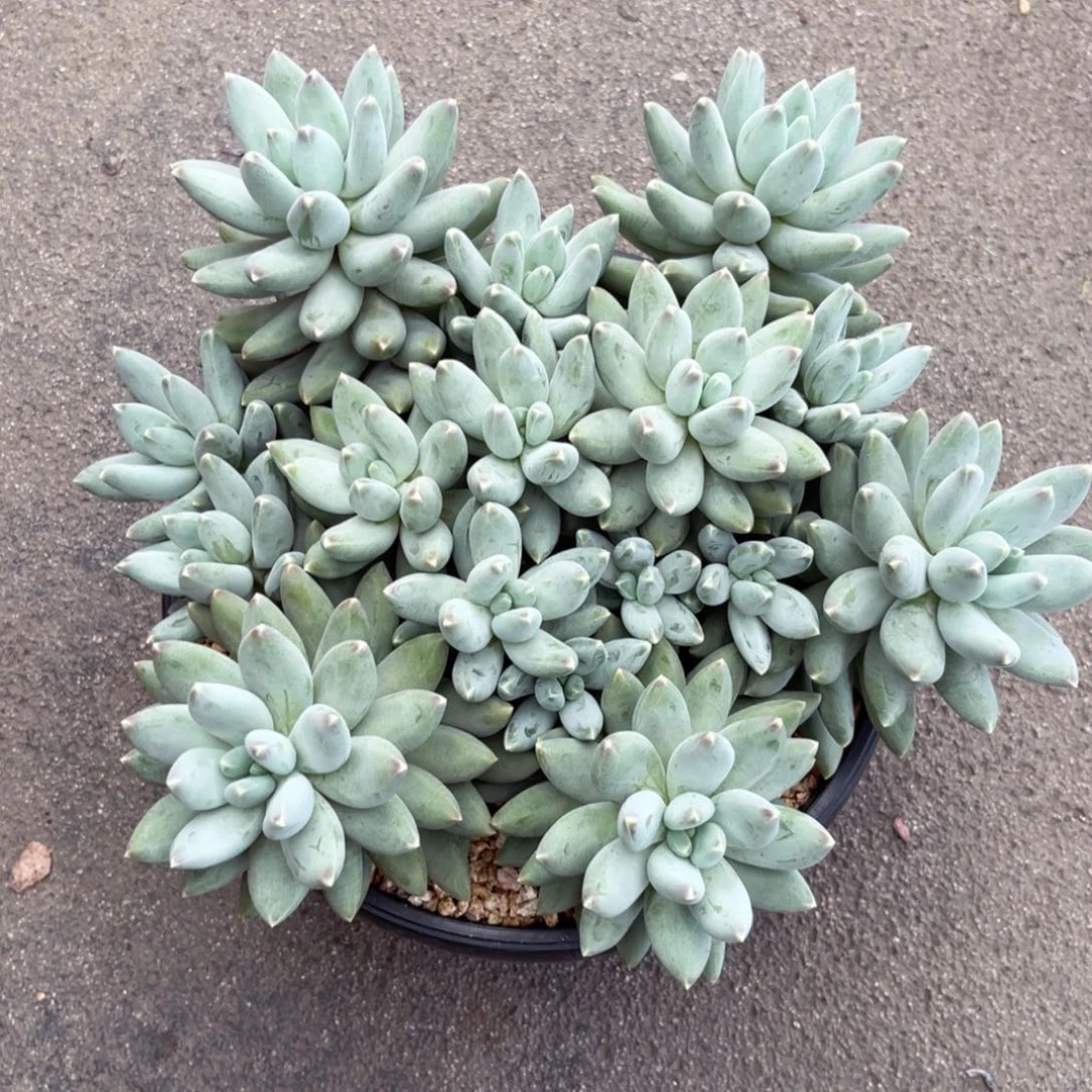 星空美人一物一拍