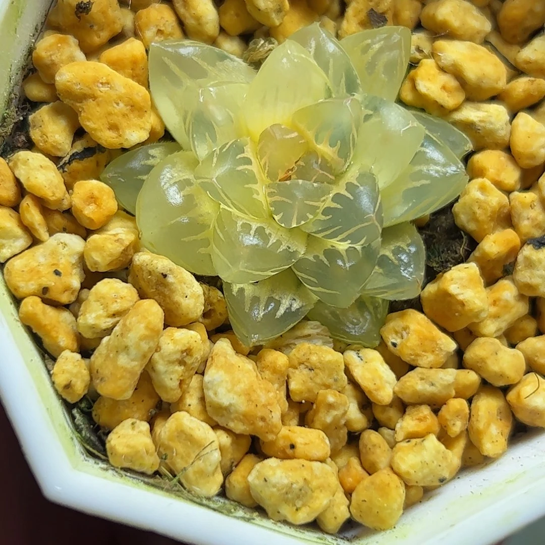 糊斑水中月锦十二卷