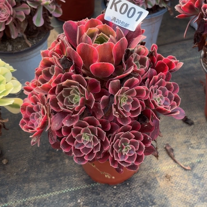 瑞妈多肉园艺001美杜莎