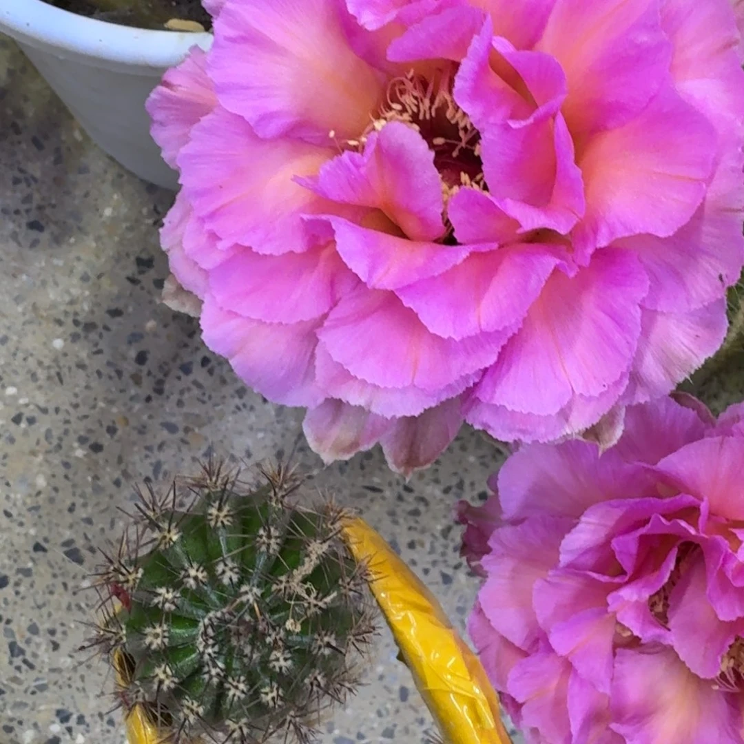 36彩草国色歪4公分左右无根侧牙，20包邮