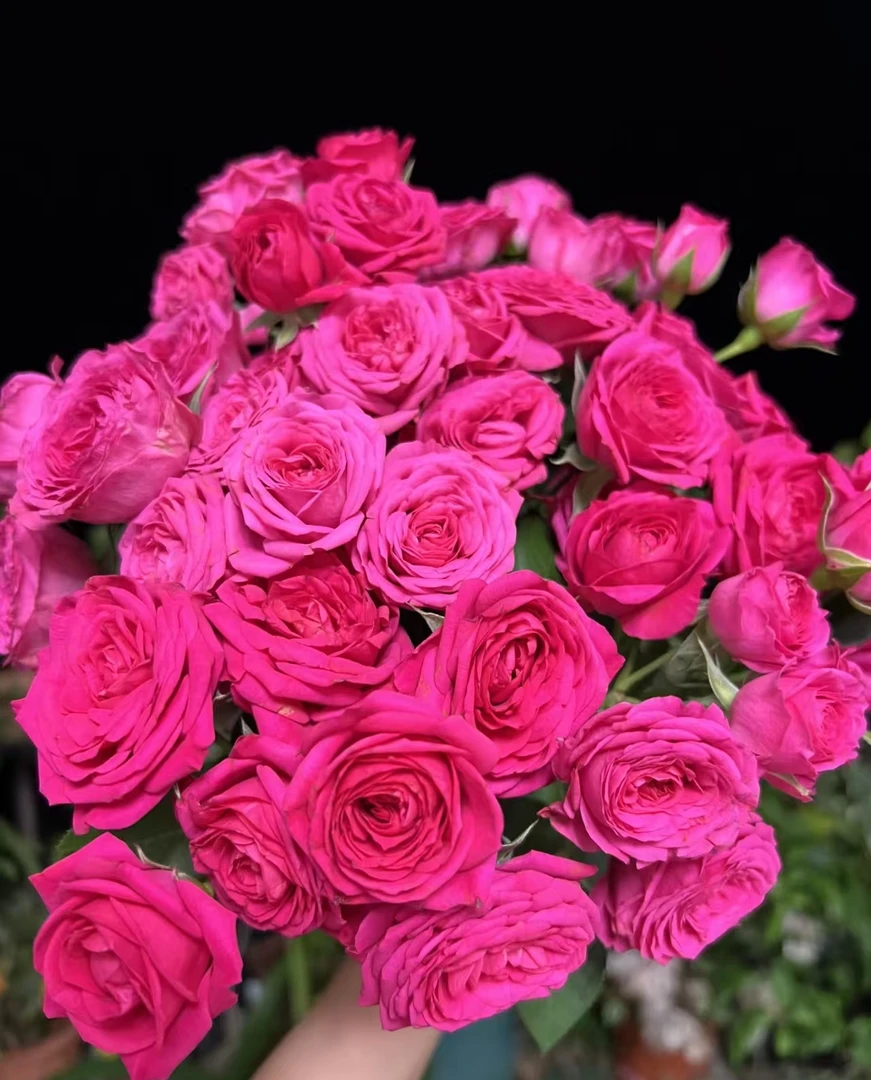 鲜花  多头玫瑰 浪漫波尔多8支+2支不售后  两单包邮