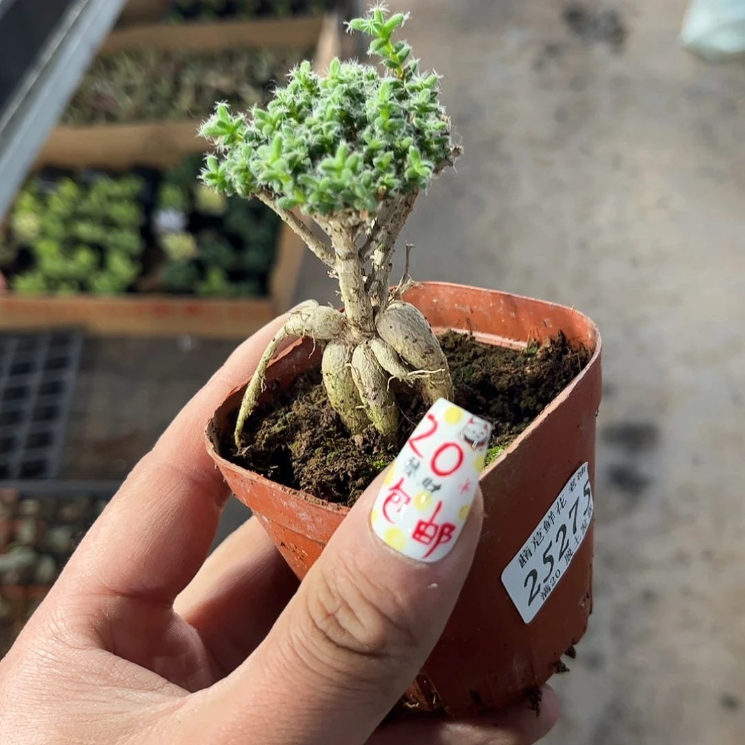 爱**宝25275一物一拍单头发货