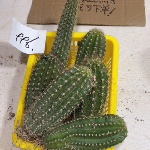 瑕疵的毛花柱996