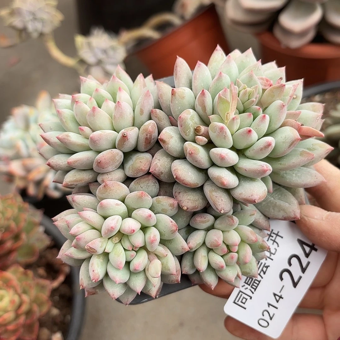 同温层多肉明珠美人224