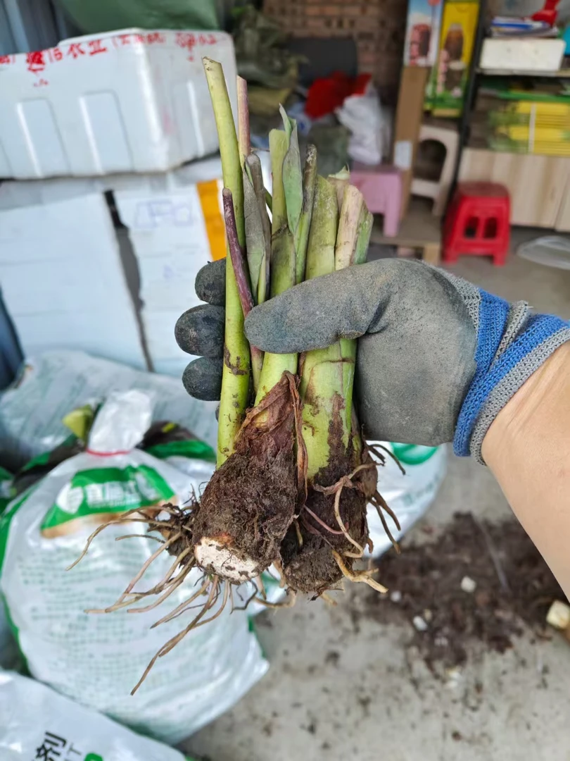 【乐昌炮弹香芋种苗】长大可达7~10斤香芋苗新鲜直发扣肉可直接种
