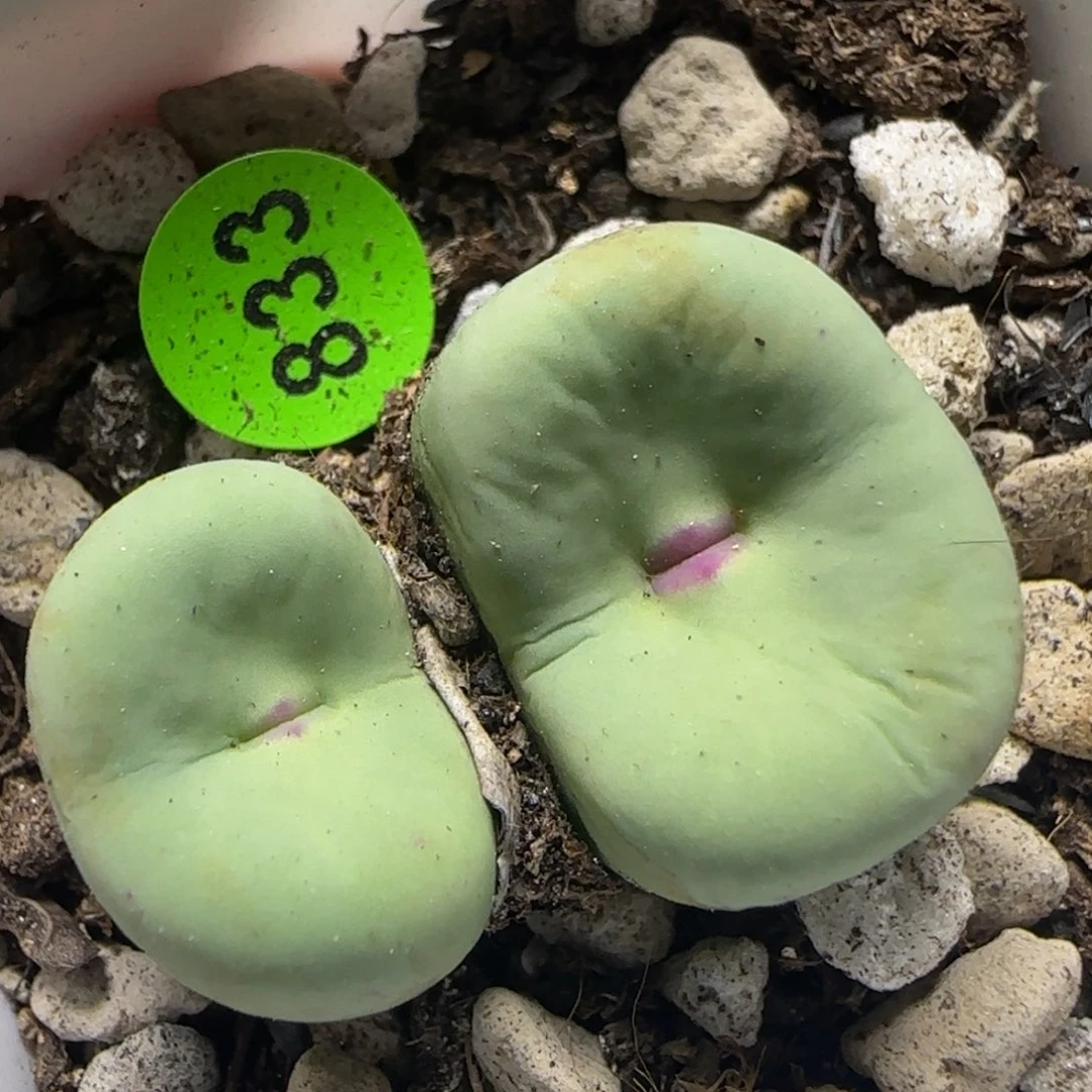 漂漂亮亮多肉植物833