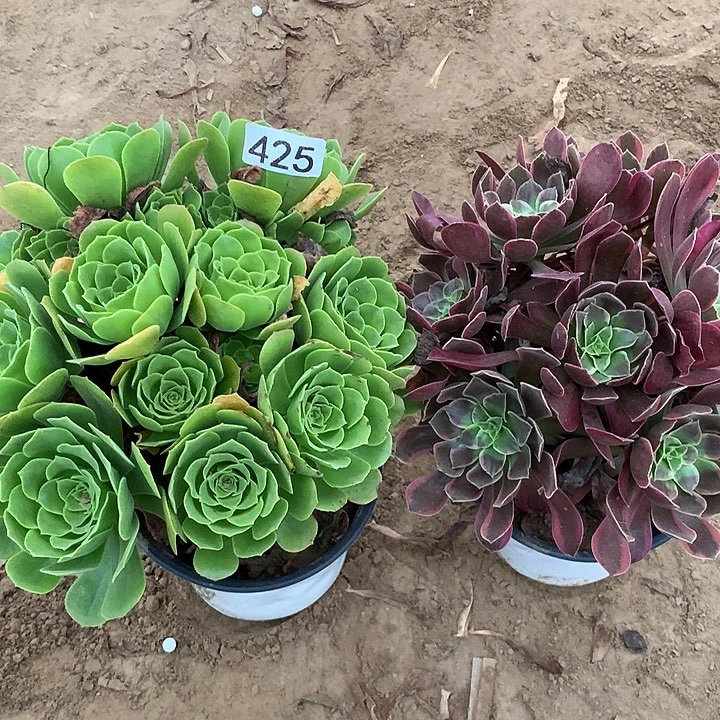 无花朵425路羊绒➕金丝缺多肉植物