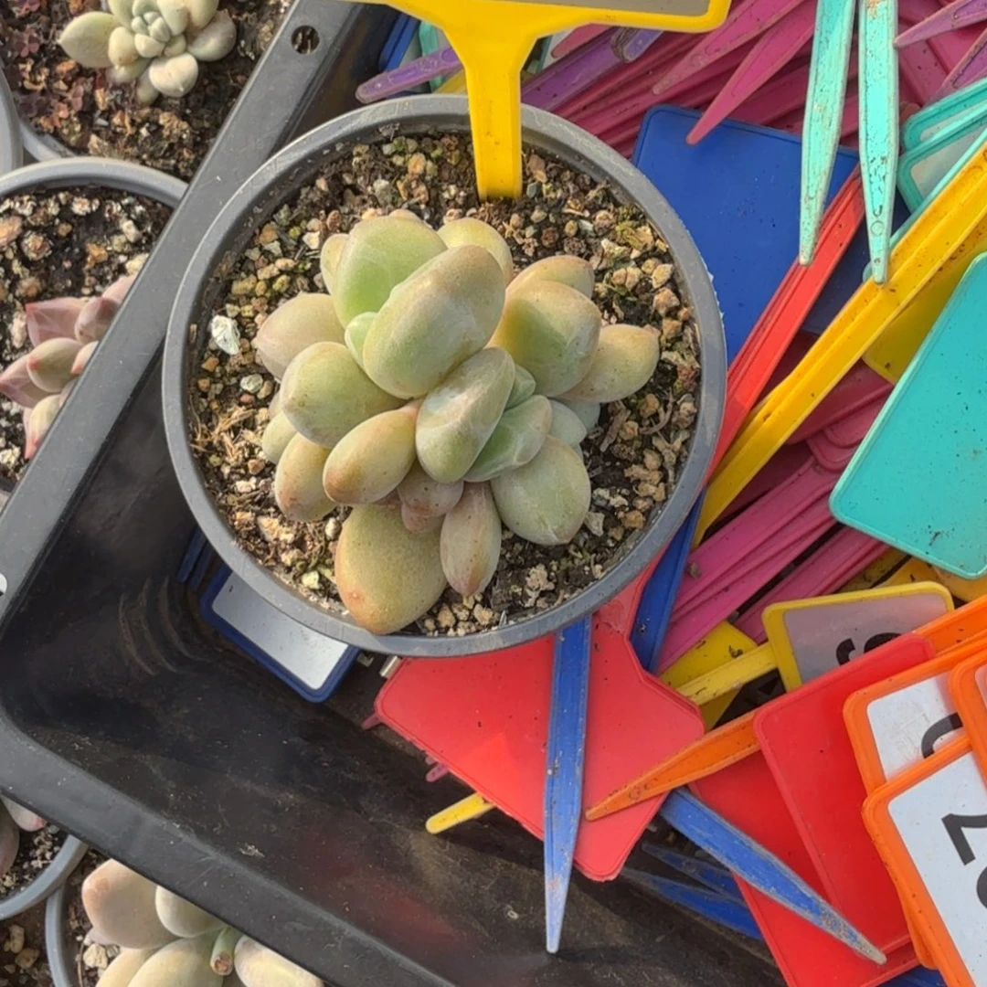 多肉植物胖体x系群914