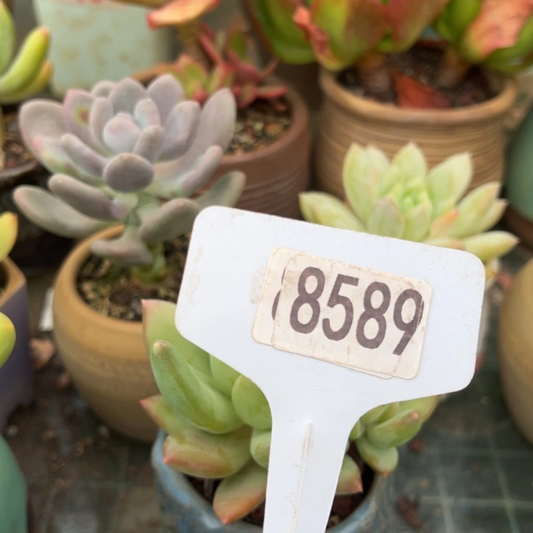 【闪购商品】陶****✨8589。 11111111