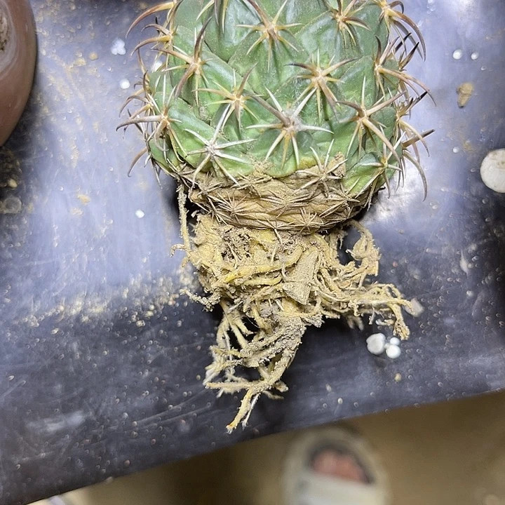 叨***血钢钉实生根系东北货
