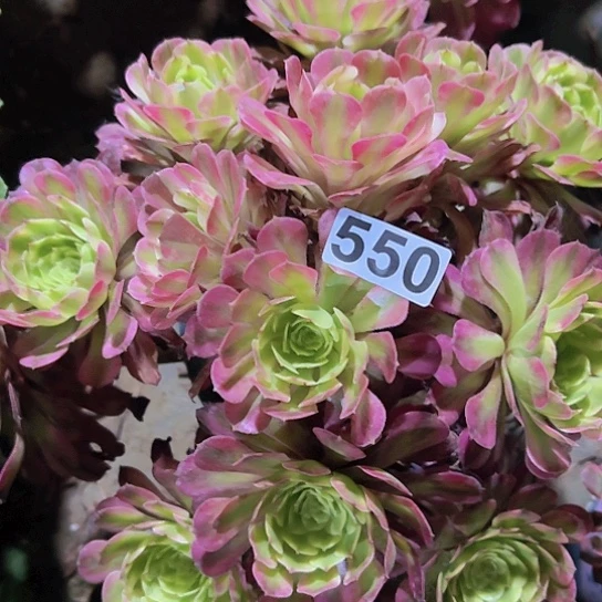 小*多肉植物一个