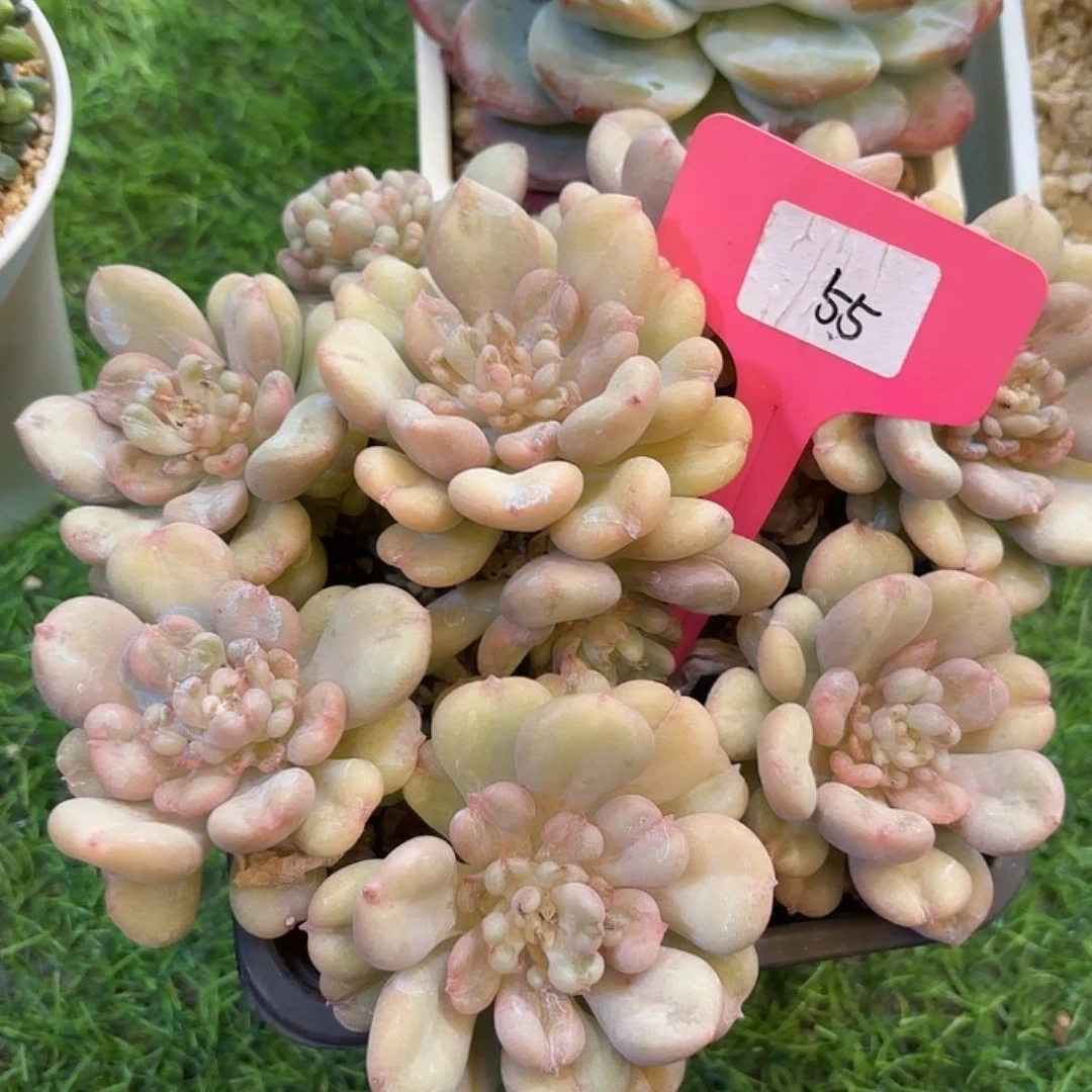 T***༻云南金致家精品多肉