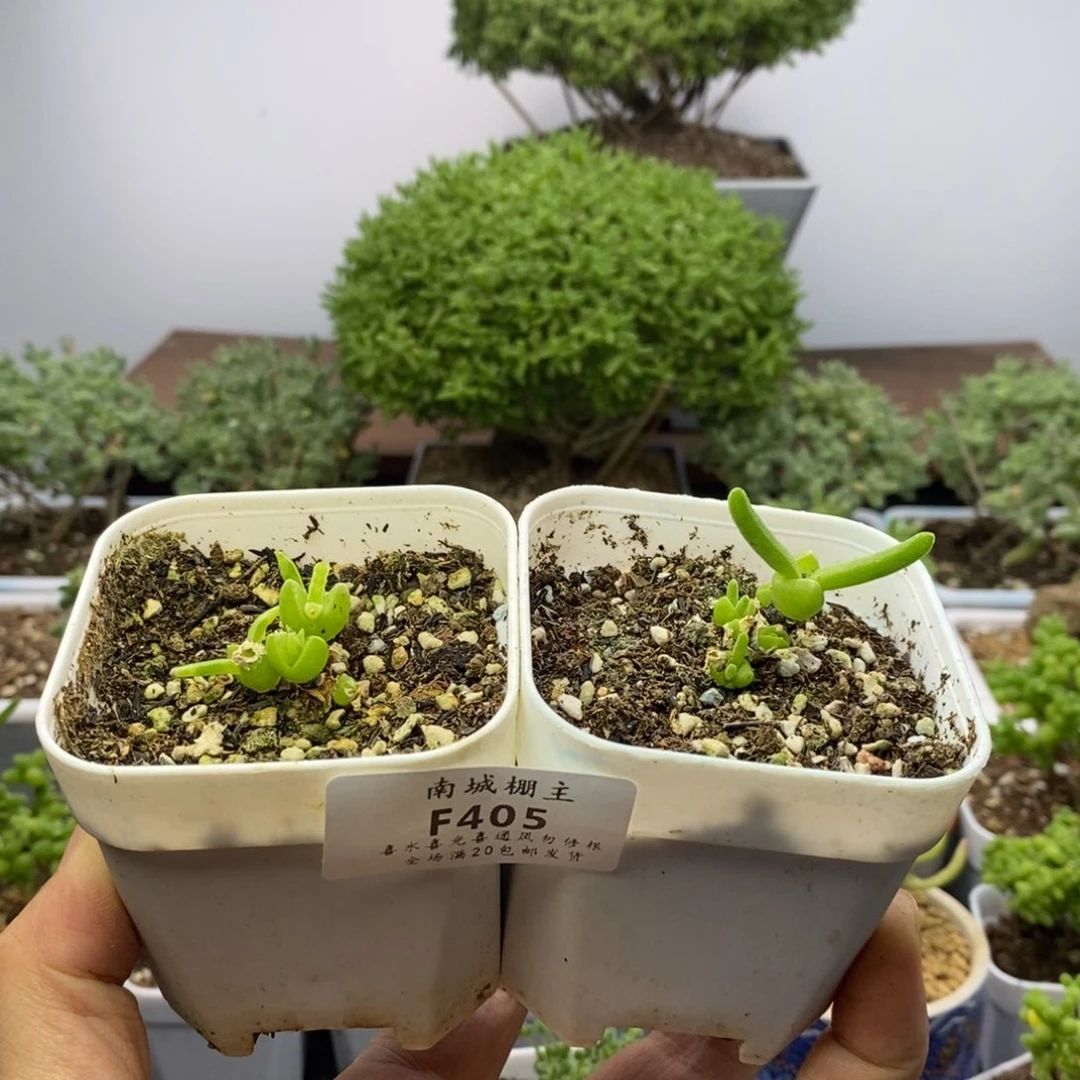 405短耳朵枝干兔子