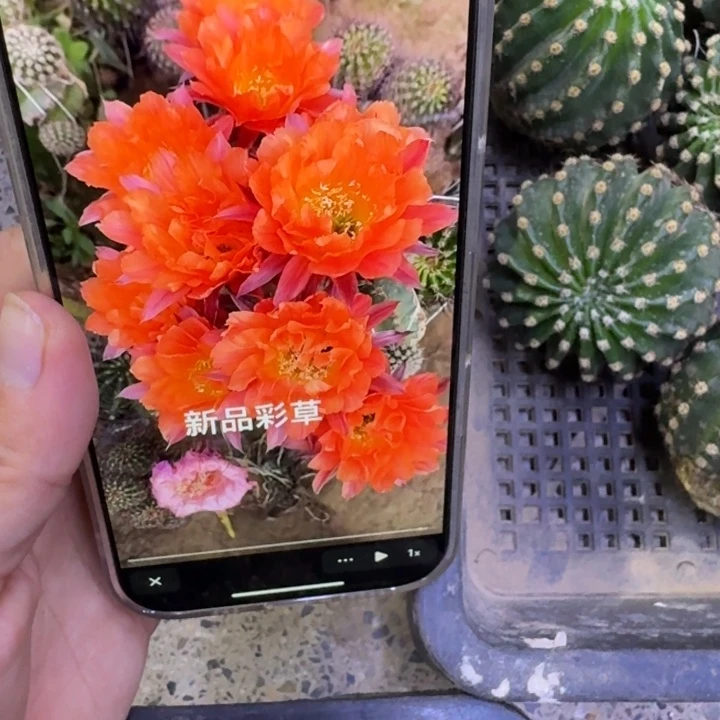 351彩草奇迹歪无根侧牙4公分左右，20包邮