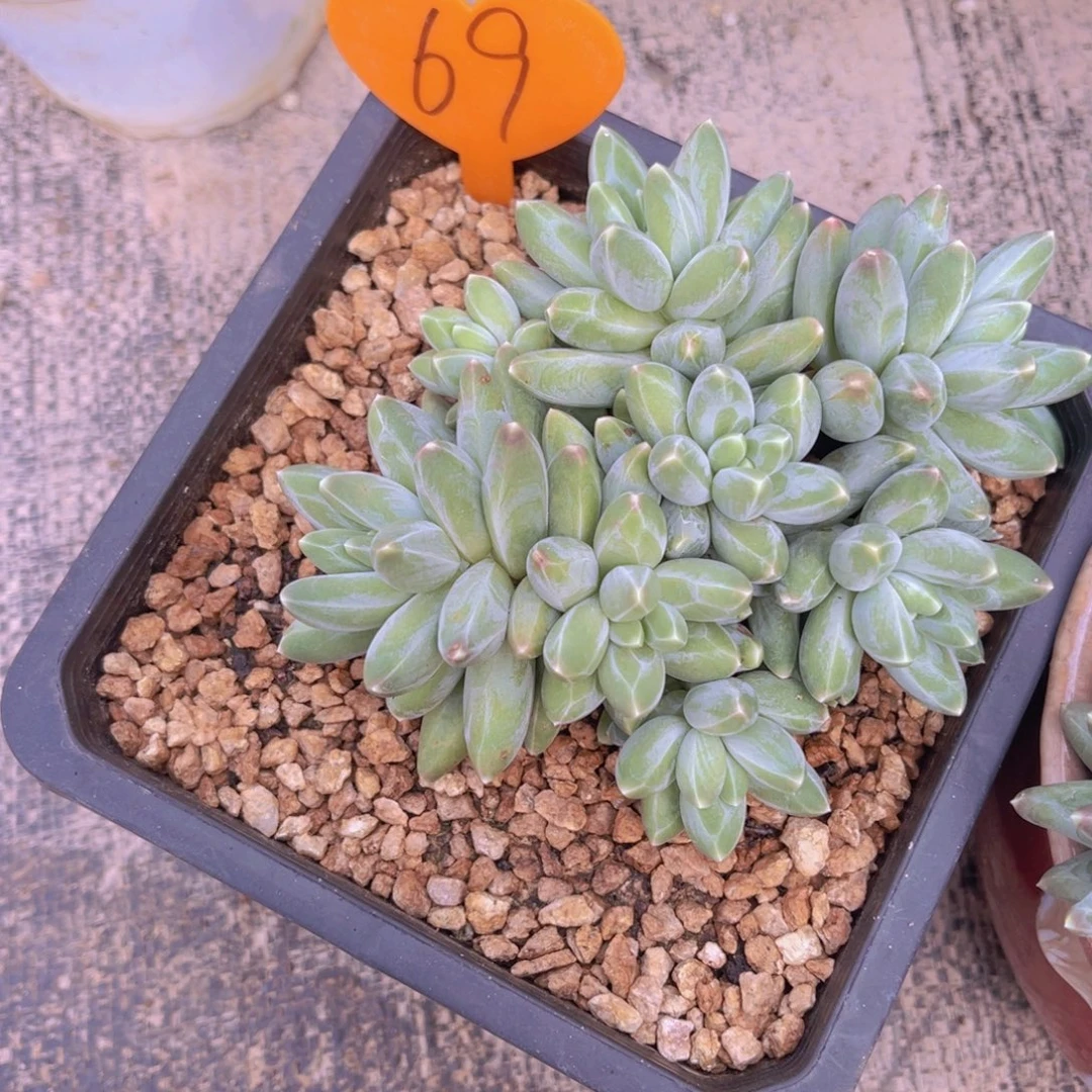~***69多肉植物一物一拍