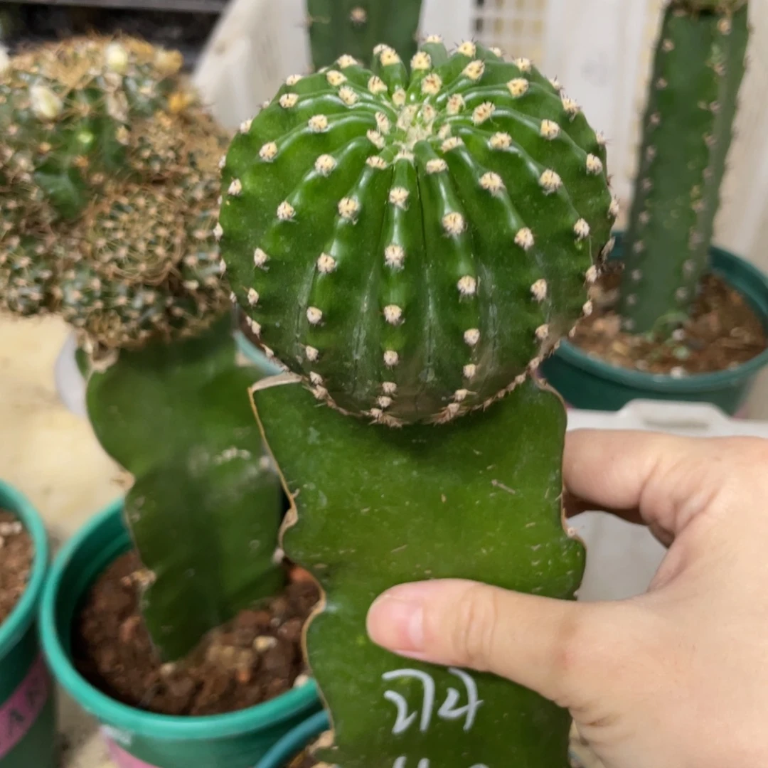 新品凤羽彩草40号母本