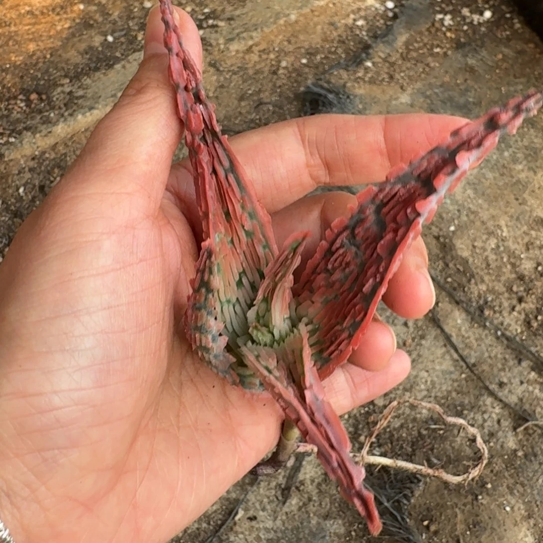 园艺芦荟一物一拍多肉